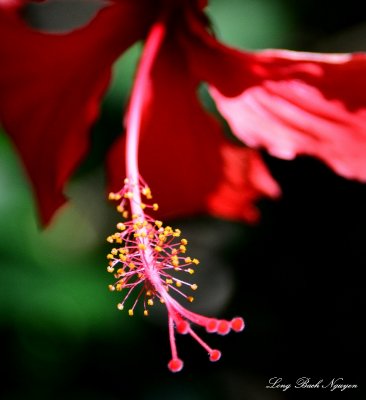 hibiscus, Kihei,Maui, Hawaii  
