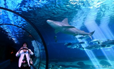 shark overhead, Maui aquarium, Maui, Hawaii  