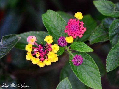 flower, Paia, Maui, Hawaii 