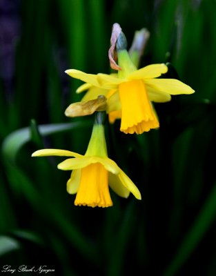 daffodil