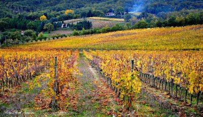 Vineyards, Montalcino, Tuscany, Italy  