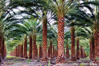 palm trees, Thermal,  California  