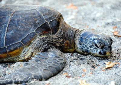 turtle, Pauoa Bay, Big Island, Hawaii 