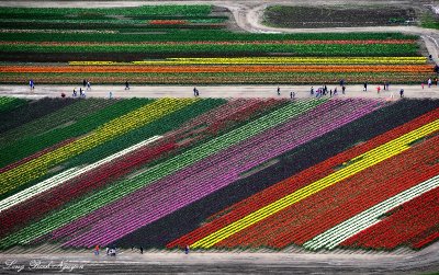 spring flowers on display, Mt Vernon, Washington  