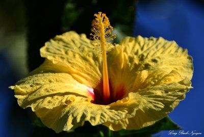 Hibiscus, Kihei, Maui, Hawaii  