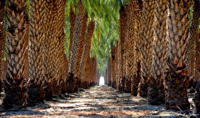 palm plantation, Thermal, California  