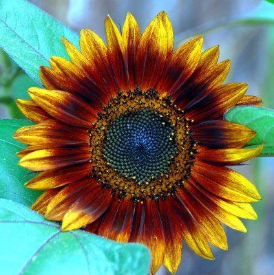 rustic sunflower