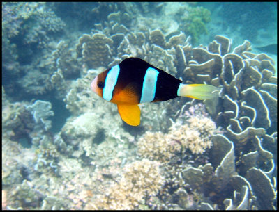 romblon