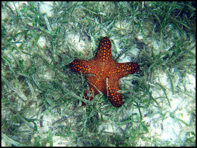 Sea Star