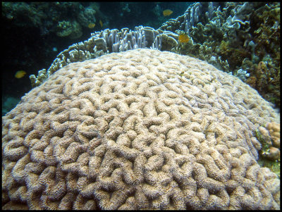 Brain Coral