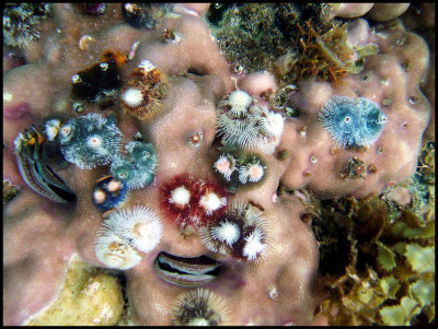 Christmas Tree Worms