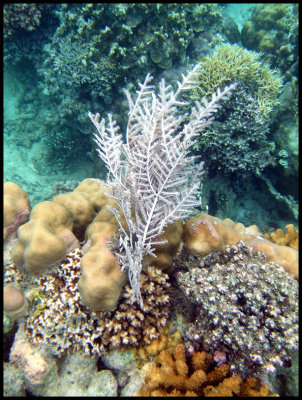 Sea Fan