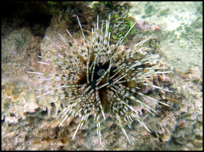 Sea Urchin