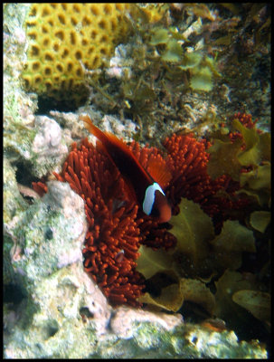 Anemone Fish