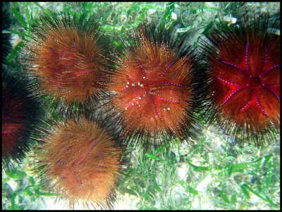 Sea Urchin