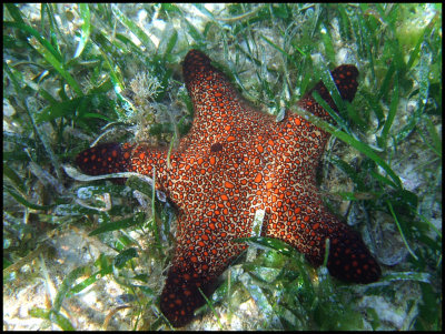 philippine_reef_2012