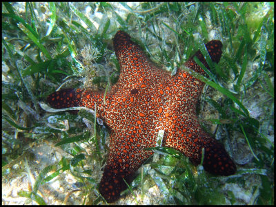 Sea Star