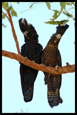 Black Cockatoos m/f