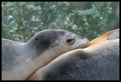 Sea Lion