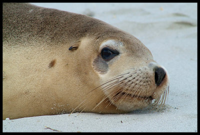 Sea Lion