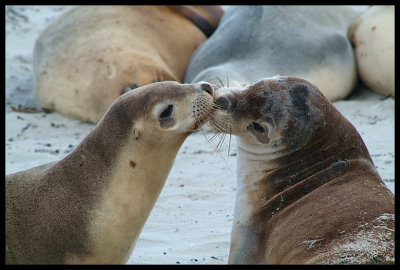 Sea Lions