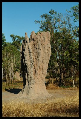 Termite Mound