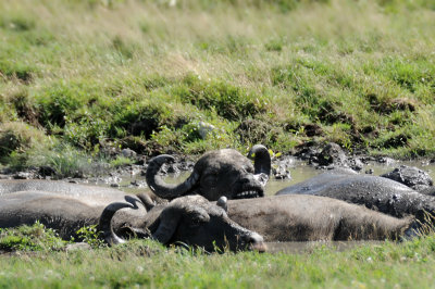 I looooove a good mud spa!