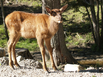 Elk Calf