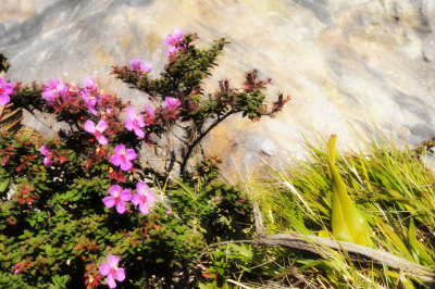 Flowers on the edge of Pos Crater