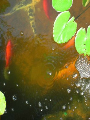 Adding Fish