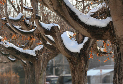 Main Street Trees