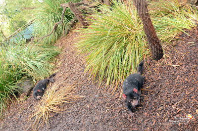 Tasmanian Devil : Bonoraong park