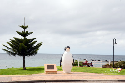 Penguin