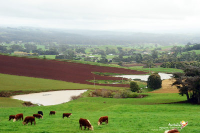 Wynyard