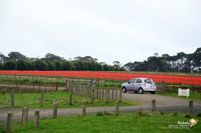 Wynyard
