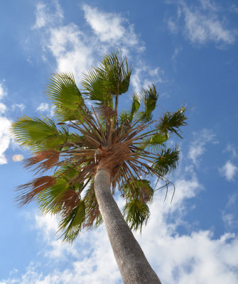 palm tree.jpg