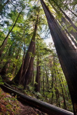 trees.jpg
