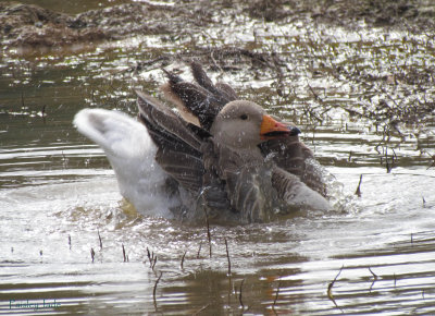 Splashing