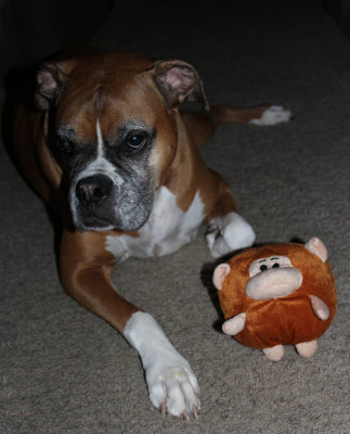 Boy and His Monkey