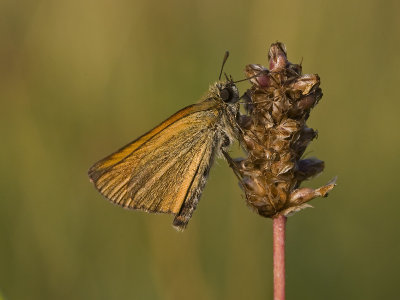 Thymelicus lineola