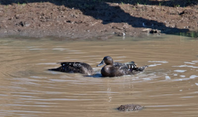 African Black Duck  (Anas sparsa)