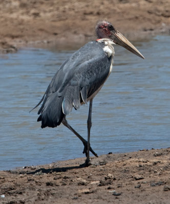 Marabou Stork  (Leptoptilos crumeniferus)