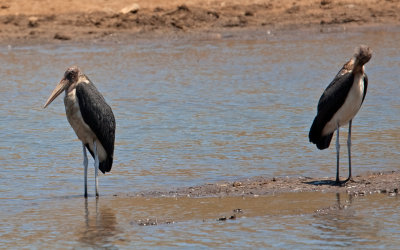 Marabou Stork  (Leptoptilos crumeniferus)