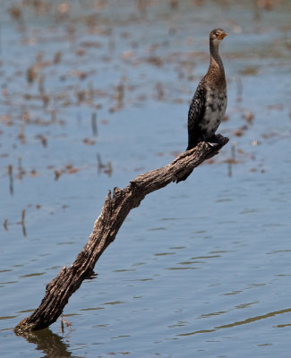 Reed Cormorant  (Phalacrocorax africanus)