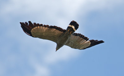 African Harrier-Hawk  (Polyborides typus)