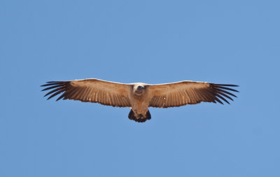 Cape Vulture  (Gyps  coprotheres)