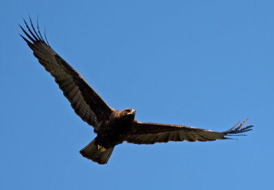 Wahlberg's Eagle  (Aquila wahlbergi)