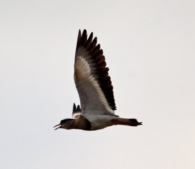 Blacksmith Lapwing  (Vanellus armatus)