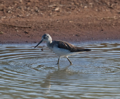 Marsh Sandpiper  (Tringa stagnatilis)