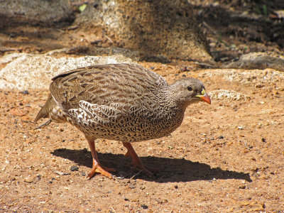 Natal Spurfowl  (Pternistis capensis)